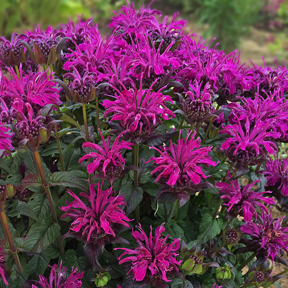 Monarda Sugar Buzz Rockin Raspberry Bee Balm, 4.5" Pot