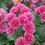 Thumbnail: Morden Fiesta Mum Chrysanthemum (11 cm Pot)