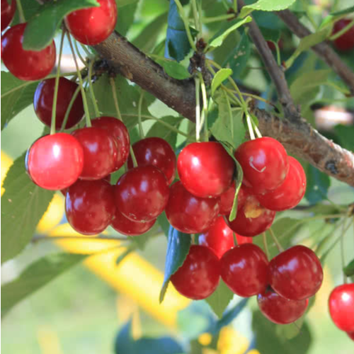 Evans Cherry (1 Gallon Pot)