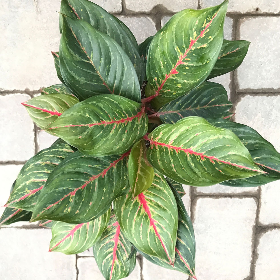 Aglaonema Red Emerald, 10" Pot