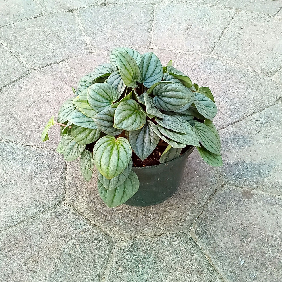 Peperomia Frost, 6" Pot