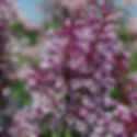 Royalty Lilac (2 Gallon Pot)
