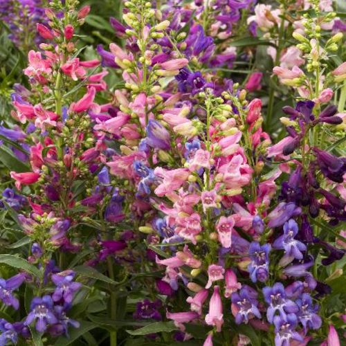 Penstemon Rondo Mix Beardtongue, 4.5" Pot