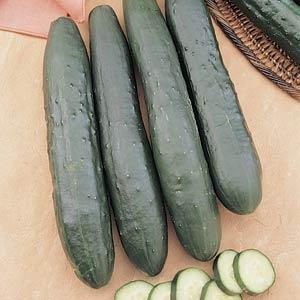 Cucumber Burpless Supreme (4.5" Pot)