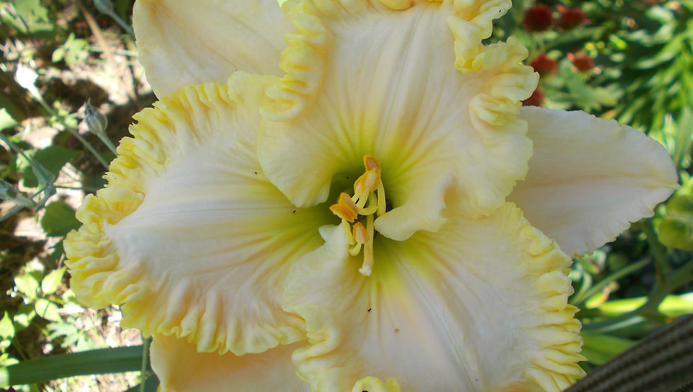 Ruffled Lily.JPG