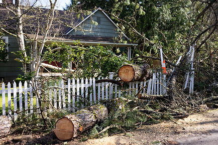 Fallen tree in the front yard of a residential home after storm. The tree has been cut int