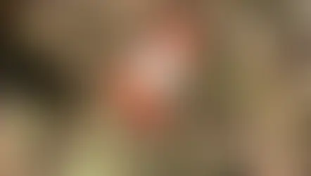 Cenipa recupera caixa-preta de helicóptero que levava cantor Rick