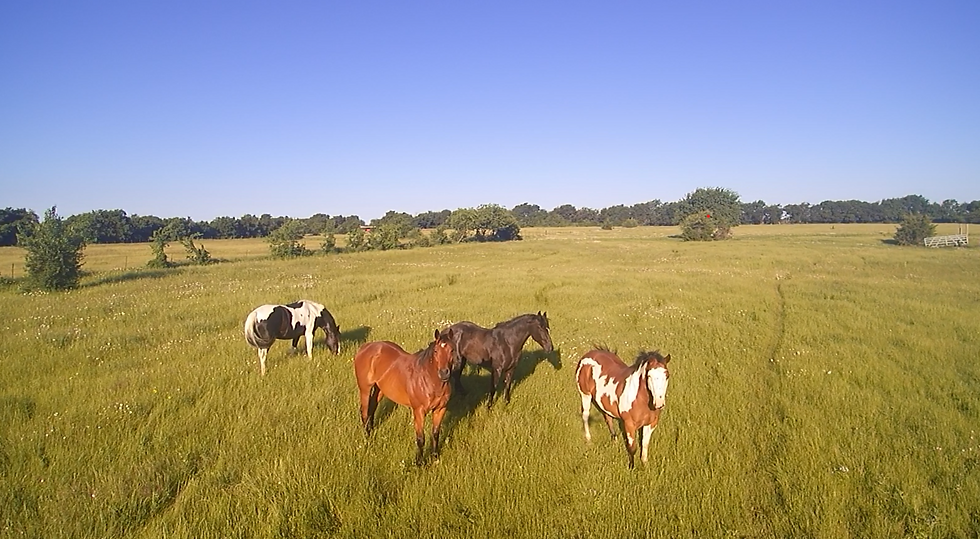 Horses_1.png