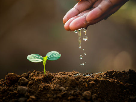 Carefully Choose a Company Offering Agricultural Solutions in Saudi Arabia
