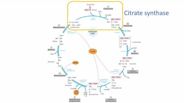 Krebs-focus-on-enzymes (1).gif