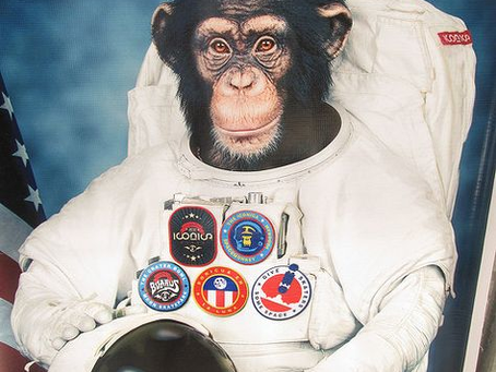 Animal in Space