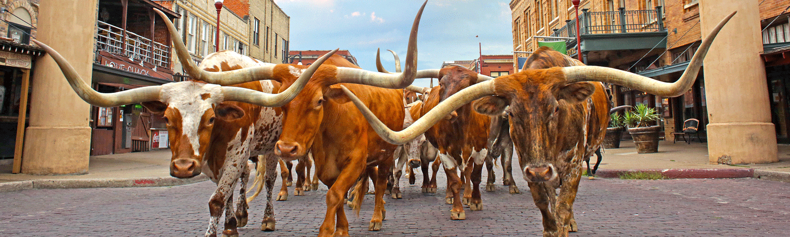 cattledrive.gif