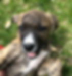 IMG_1003.JPEG
