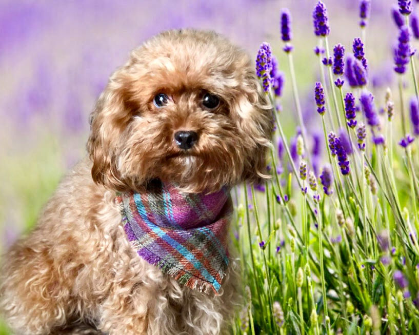 My Travel Essentials