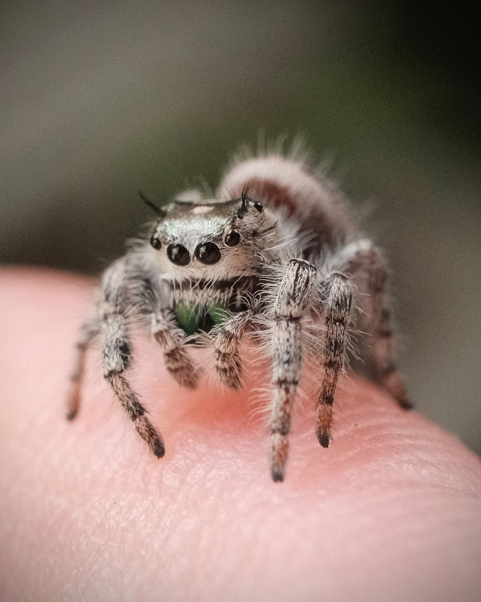 Thumbnail: Lane - Otiosus Subadult Unsexed