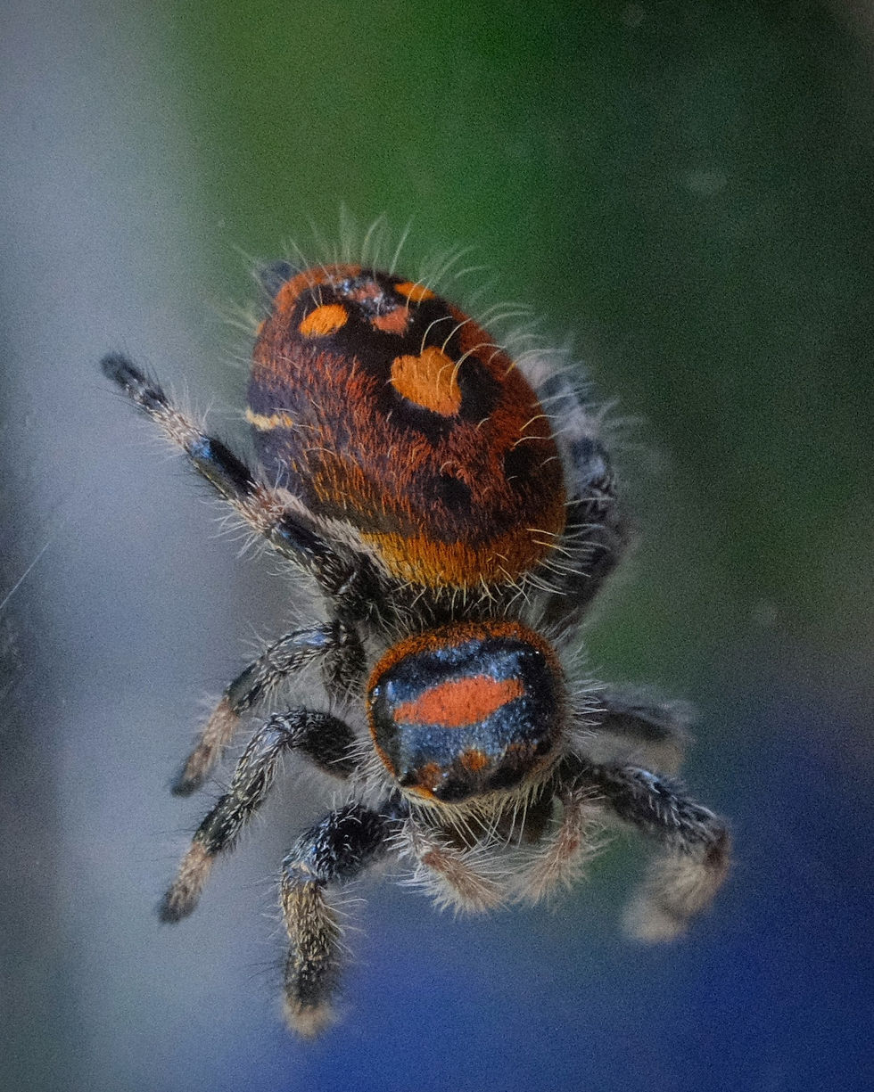 Thumbnail: Caroline - Regal Female Subadult