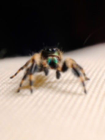 George - Sub-Adult Otiosus Male