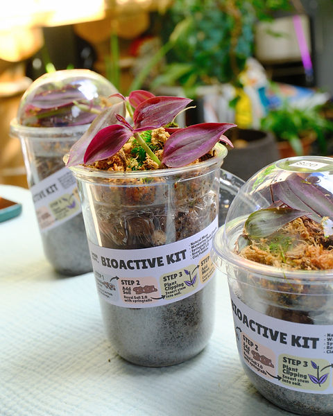 Bioactive Terrarium Kit for Jumping Spider Enclosure | Spider