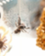 Thumbnail: Fine Spray Spider Mister - A Spood Favorite!