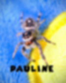 Pauline - Female Apalachicola Regal Juvenile (i7-i9)