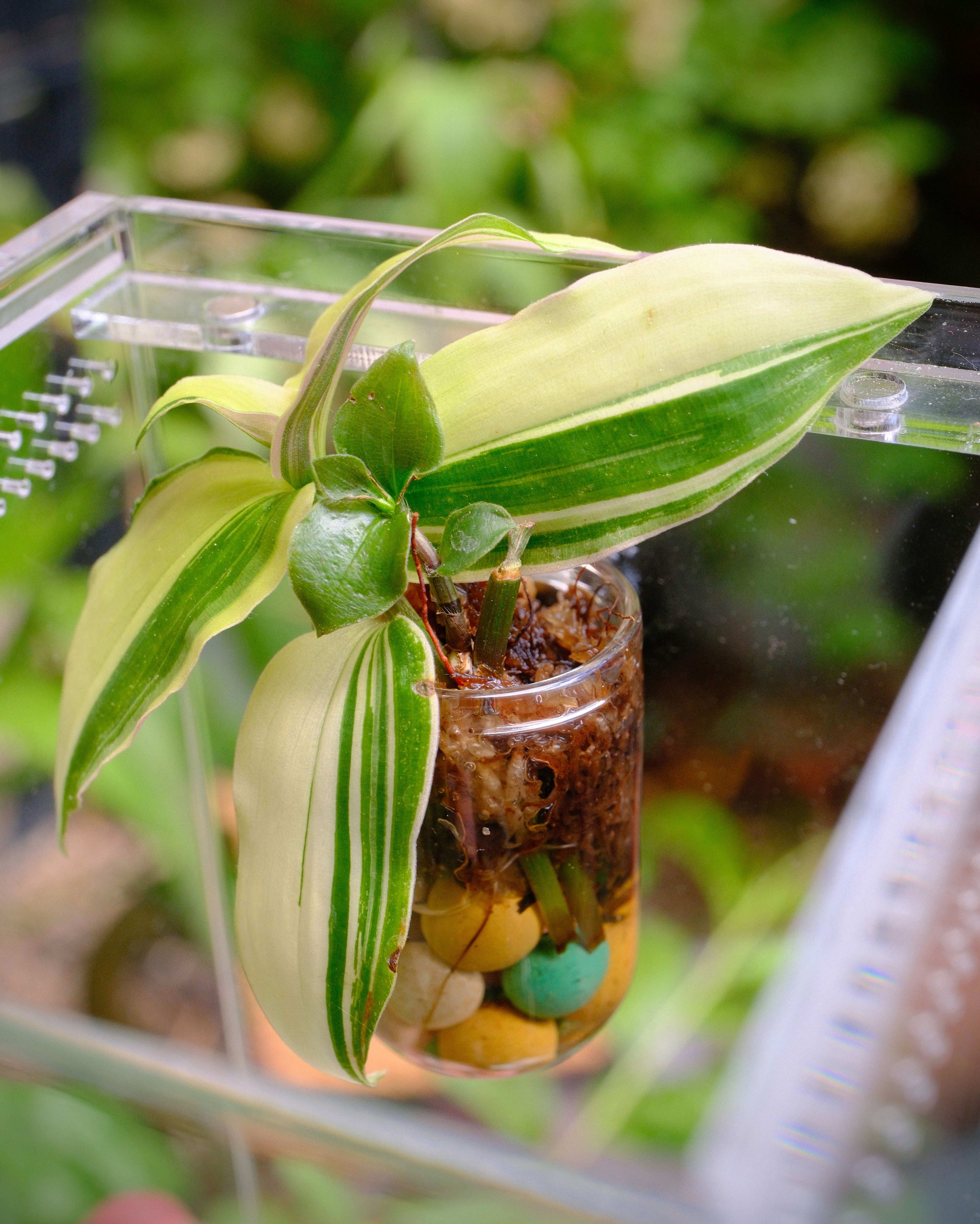 Magnetic Planter Jar - Jumping Spider Decor