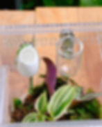 Thumbnail: Deluxe Combo - Bioactive Kit, Enclosure, Feeding Dish & Cocoon!