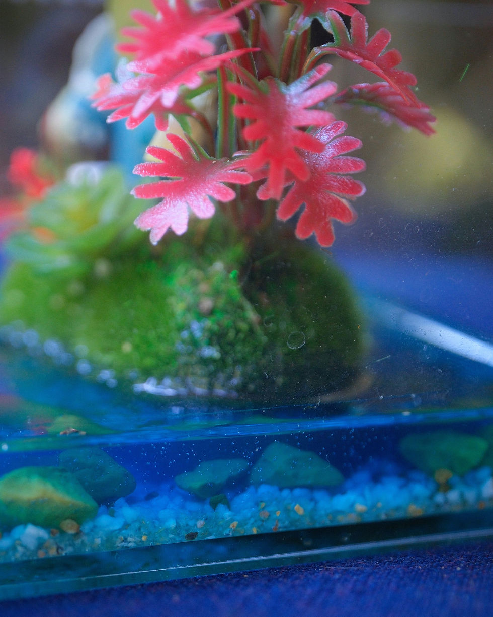 Thumbnail: Blastoise Island Planter Enclosure (4x4x8")