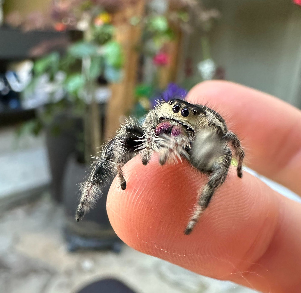 Pet Jumping Spiders - Regal Jumping Spider