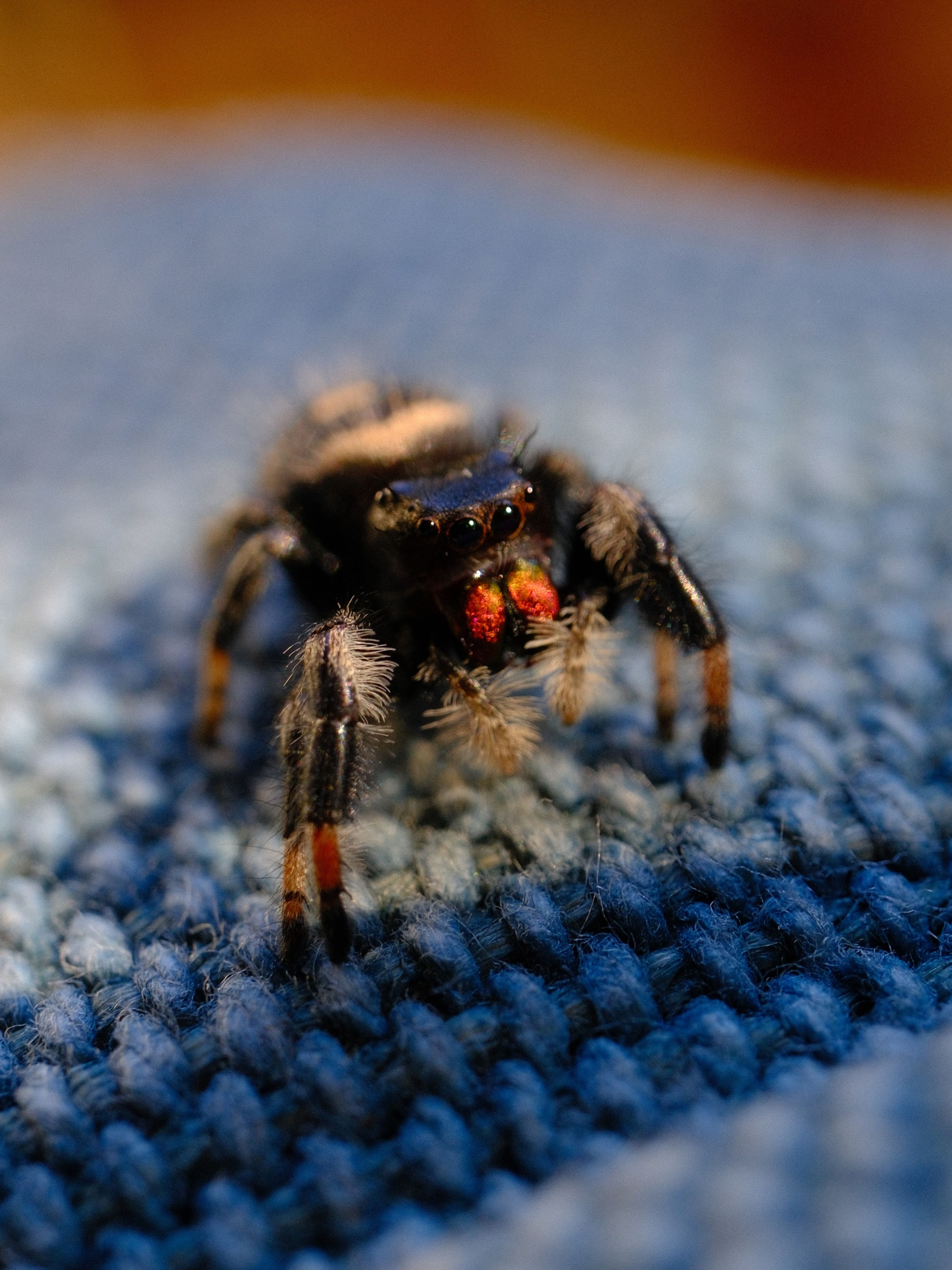 Erin (for Kaylie) - Apalachicola Regal - Female Subadult