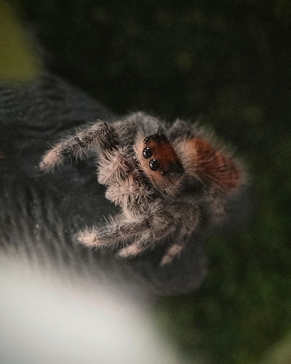 Thumbnail: Sally - Orange Regal Female Juvenile
