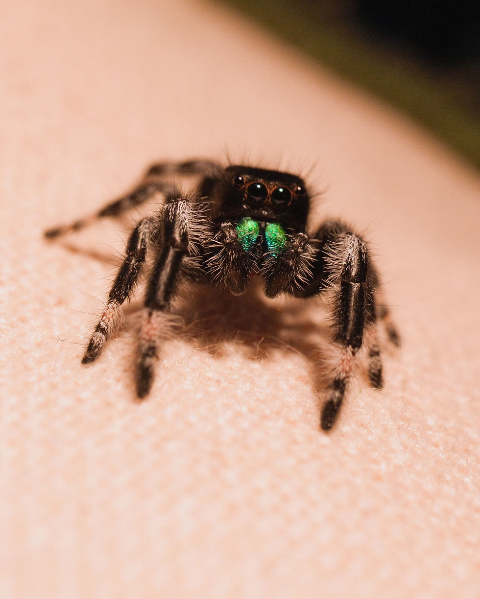 Cornelius - Sub-Adult Regal Male