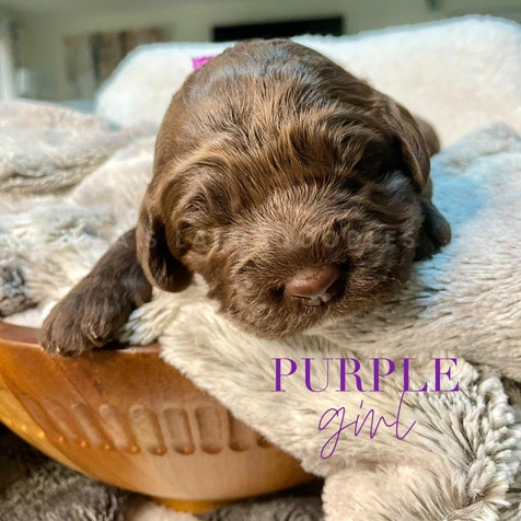 Purple Girl 2 Wk.jpg