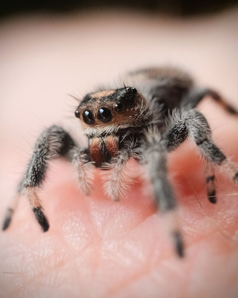 Thumbnail: Trudy - Light Regal Female Juvenile