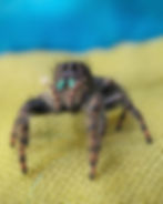 Thumbnail: Chidi - Big Bend Bold Male i8-i9
