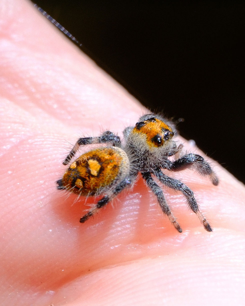 Thumbnail: Penny - Regal Female Juvenile i8-i9