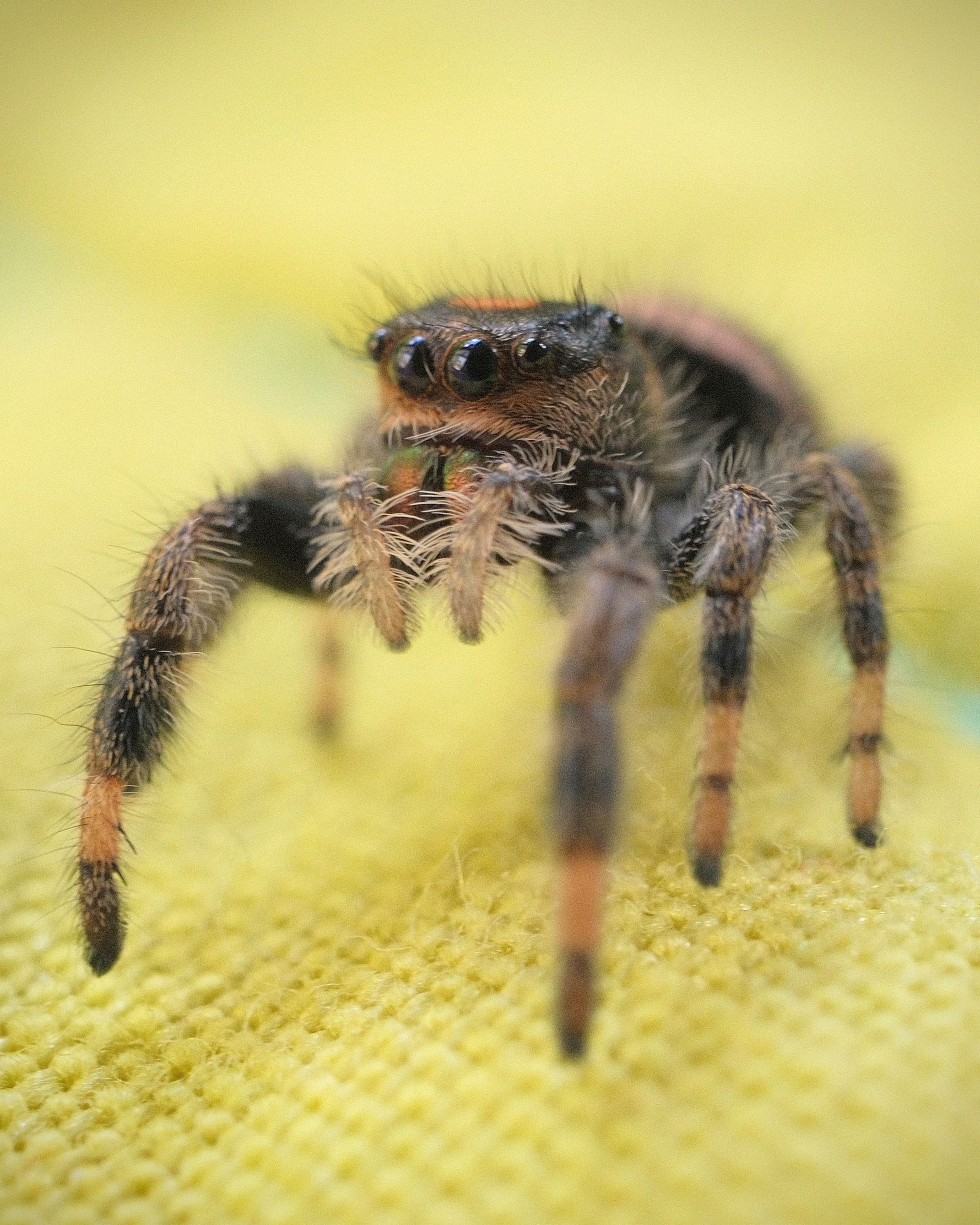 Eleanor - Regal Female Subadult