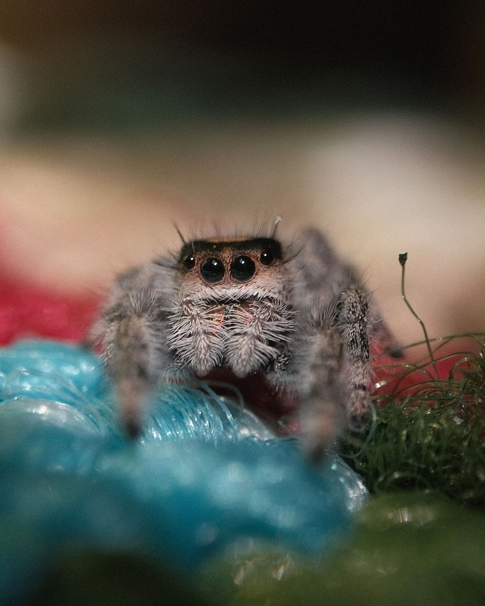 Thumbnail: Ana Lucia - Regal Female Juvenile i8-i9