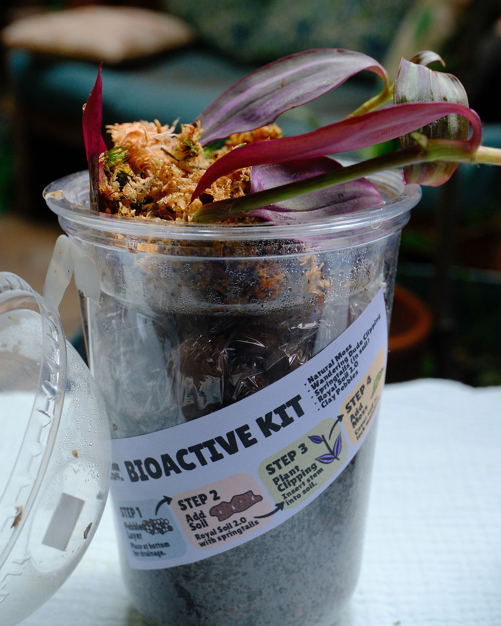 Thumbnail: Bioactive Terrarium Kit for Jumping Spider Enclosure