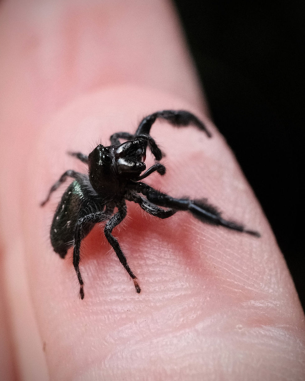 Thumbnail: Zekrom - Fartilis Male Subadult