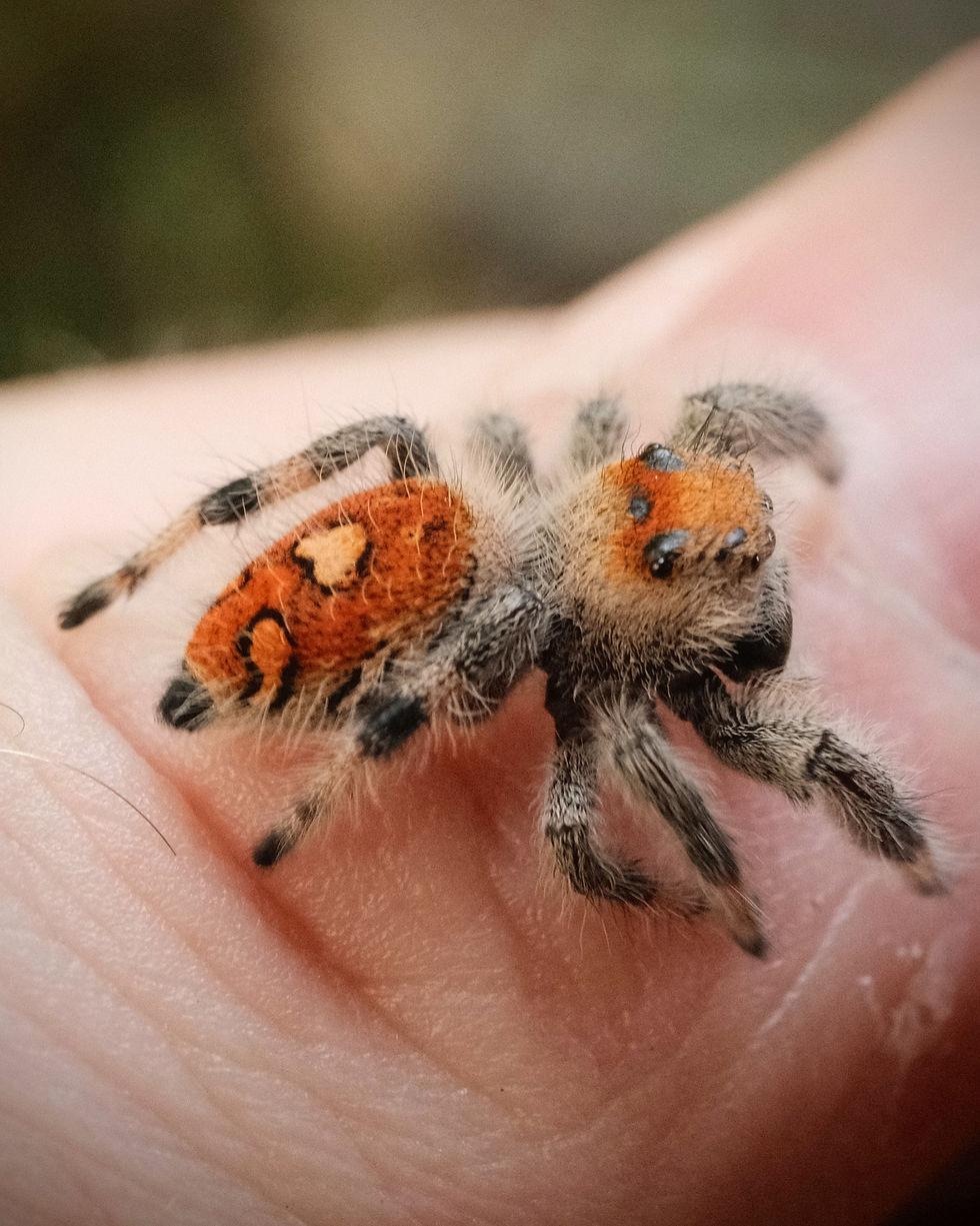 Thumbnail: Joan - Orange Regal Female Subadult