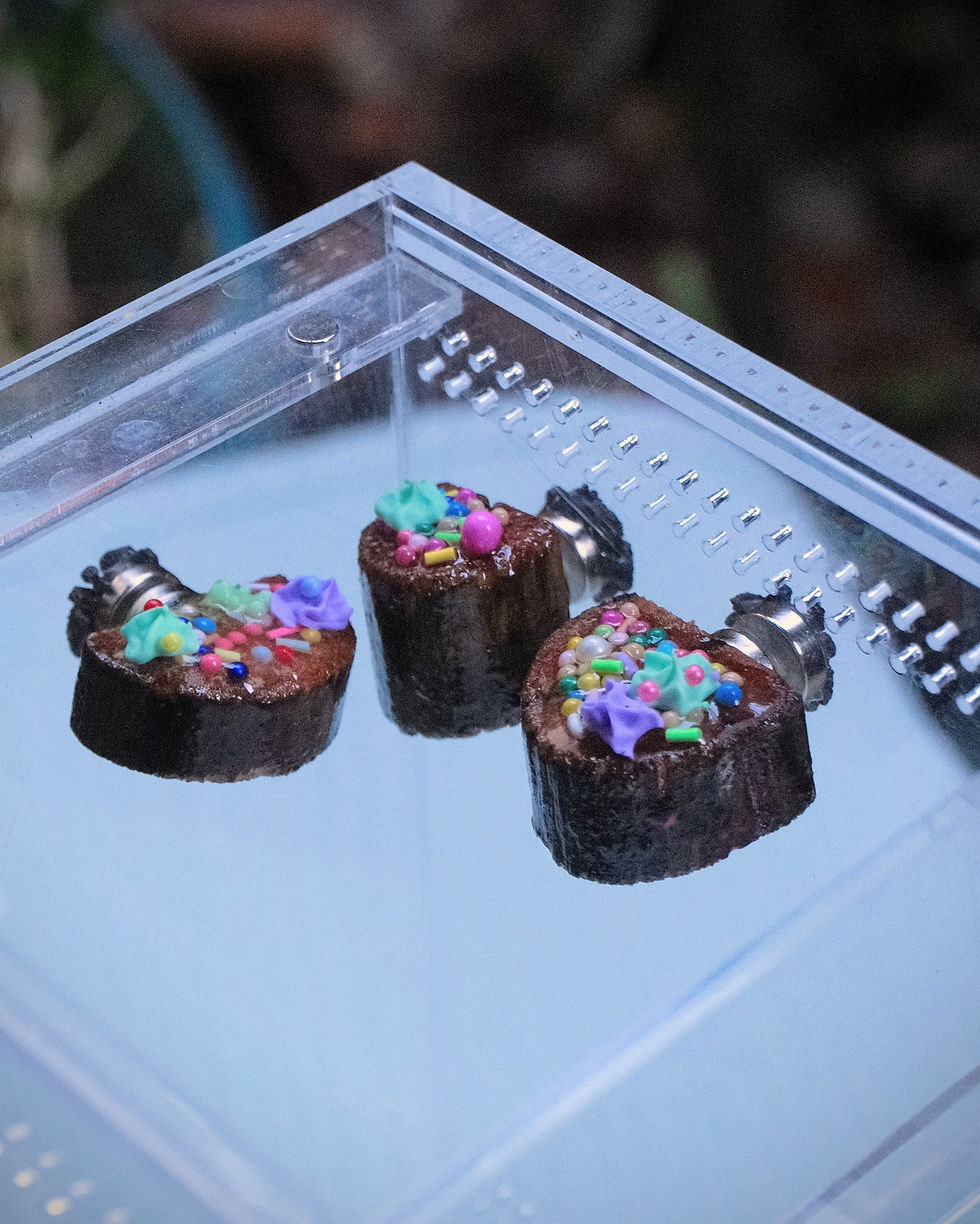 Thumbnail: Wood Spider Ledges - 3 Pack - Multiple Styles!