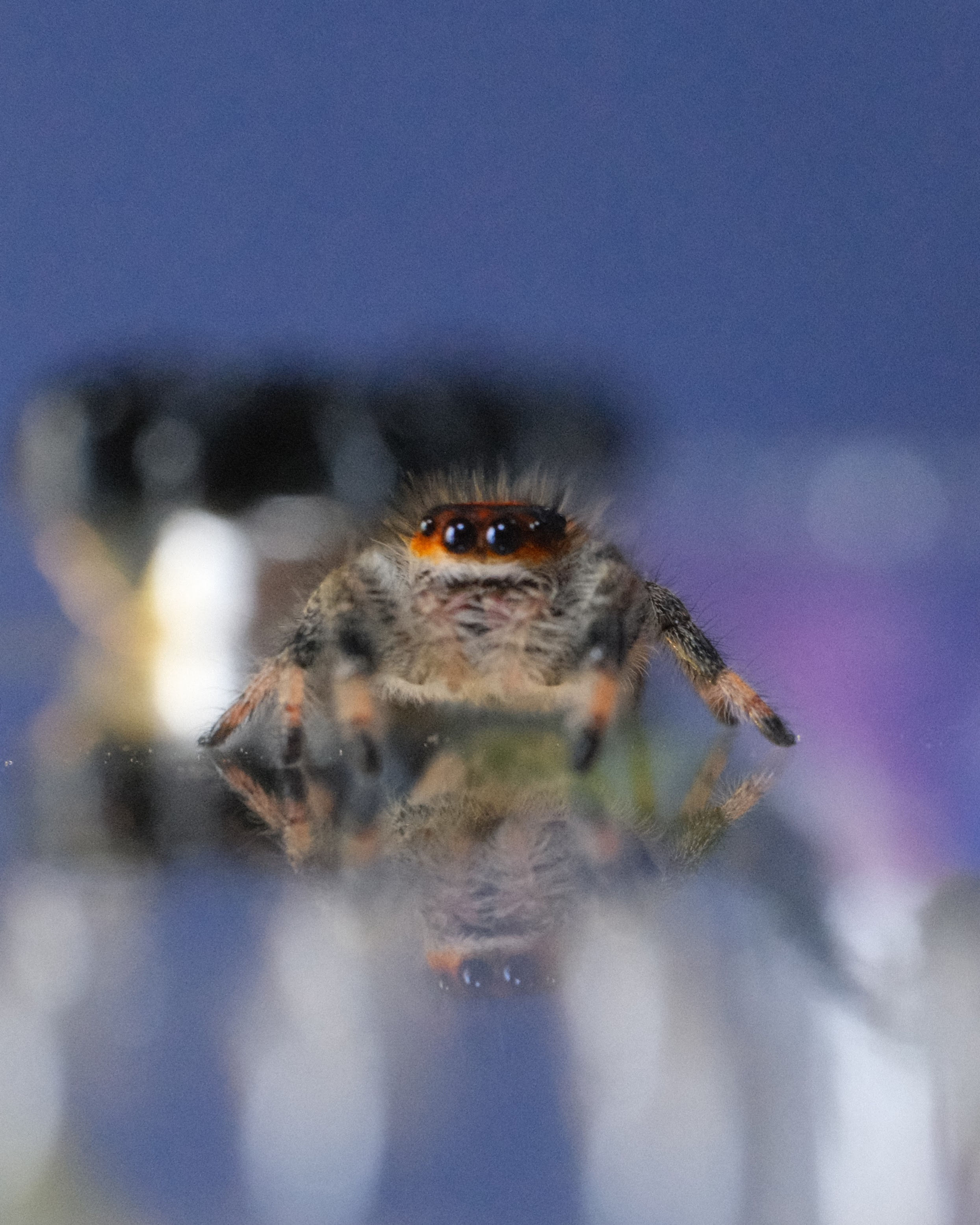 Caroline - Regal Female Subadult