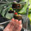 Thumbnail: Set of 3 small Spider Ledge