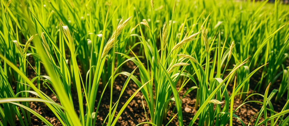 昭和草是什麼？神仙菜功效、禁忌與使用方式一次看懂