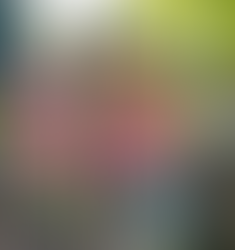 Deciduous Azaleas are in Bloom