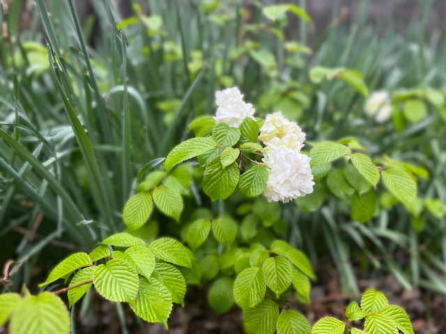 A young Viburnum 'Mohawk' in my garden. 