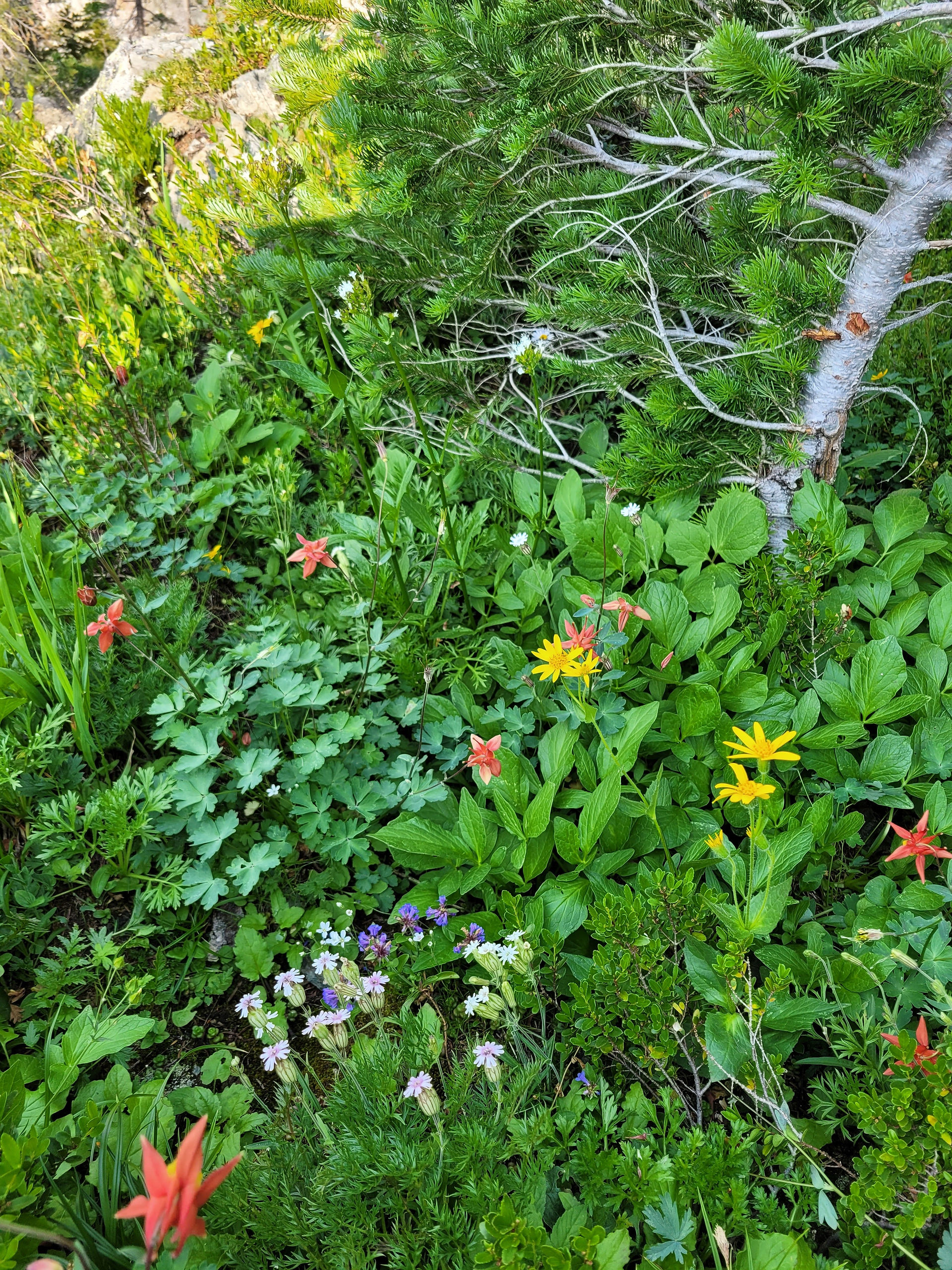 Red ones, yellow ones