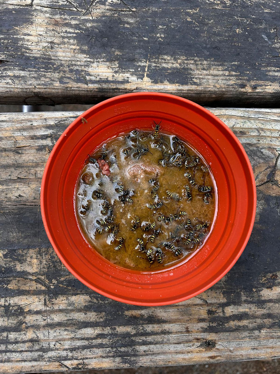 Wasp stew for dinner
