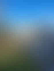 Yak behind