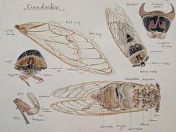 Cicadoidea - Hannah Zawaideh